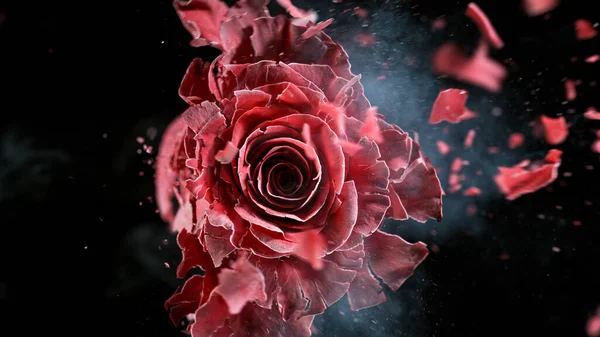 红玫瑰冻僵、爆裂. — 图库照片