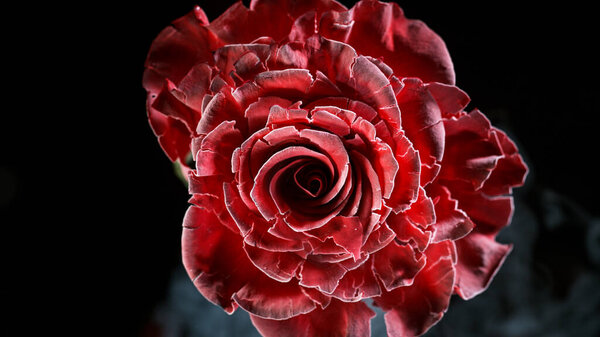 Freeze motion of red rose frozen and exploding, close-up.