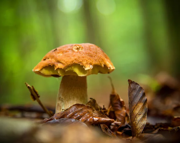 Fungo porcino nella foresta — Foto Stock