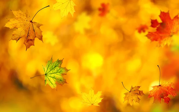 Beautiful autumn background — Stock Photo, Image