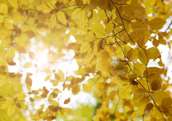 Güzel sonbahar arka plan — Stok fotoğraf