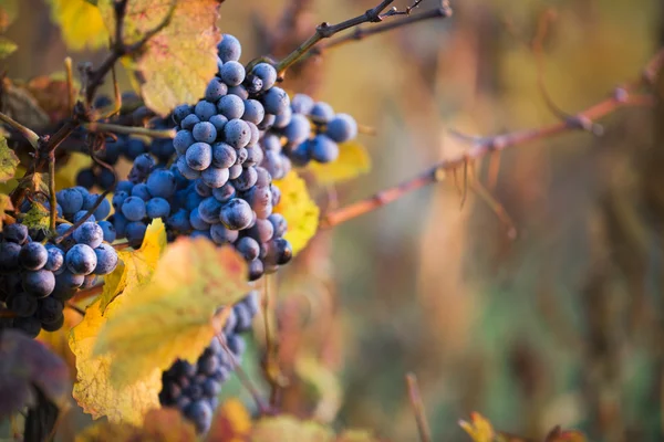 Uvas de vinho close-up — Fotografia de Stock