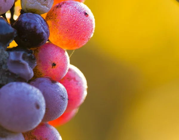 Uvas de vinho close-up — Fotografia de Stock