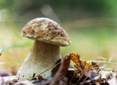 Ormanda Boletus Edulis