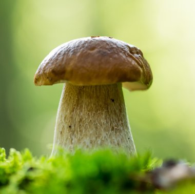 Ormanda Boletus Edulis