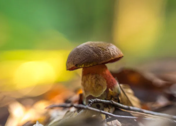 Boleto nella foresta — Foto Stock