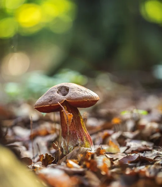 Boleto nella foresta — Foto Stock