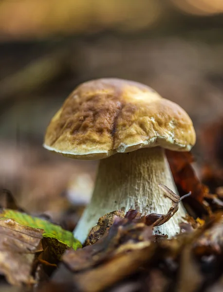 Boletus edulis na floresta — Fotografia de Stock