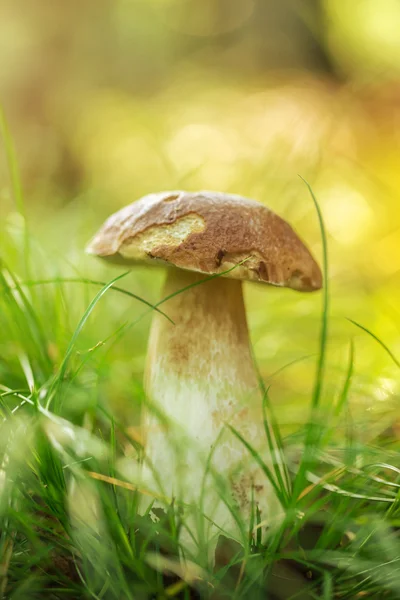 Boletus edulis в лесу — стоковое фото