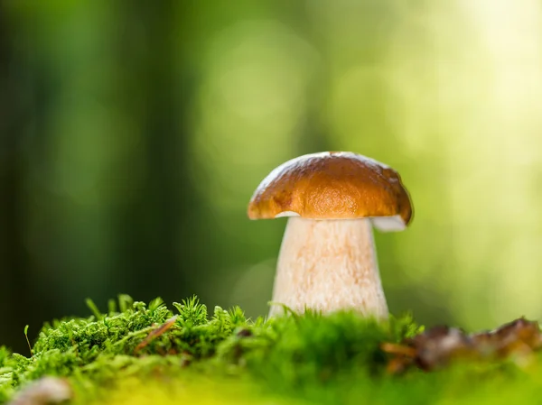 Boletus edulis i skogen — Stockfoto