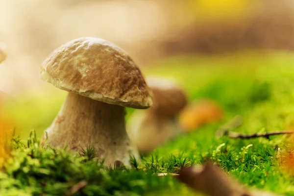 Boletus edulis az erdőben — Stock Fotó