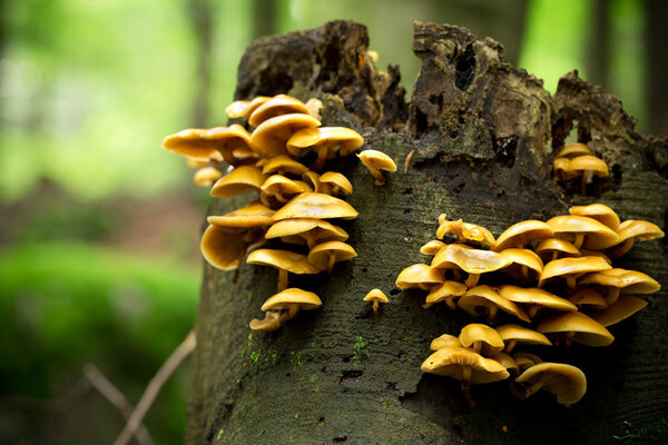 Gymnopus hariolorum mushrooms