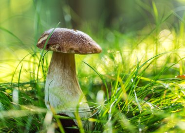 Ormanda Boletus Edulis