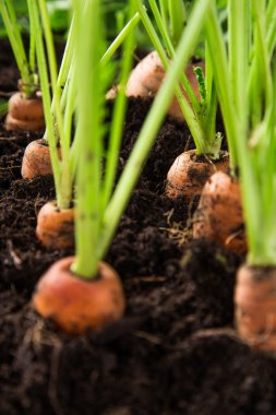 Bahçedeki havuçlar