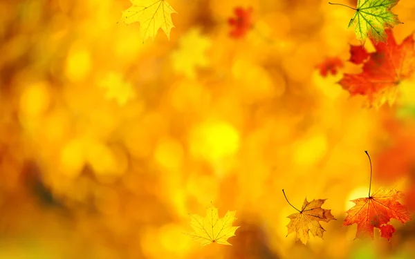 Beautiful autumn background — Stock Photo, Image