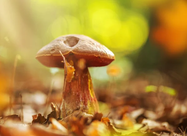 Boletus erythropus nella foresta — Foto Stock