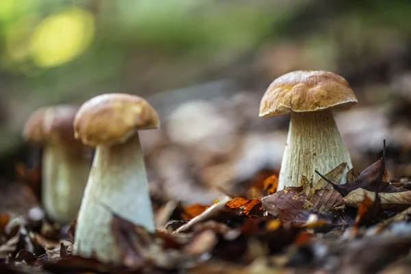 Boletus edulis na floresta — Fotografia de Stock