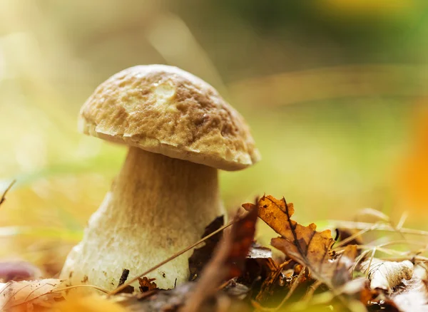 Boletus edulis na floresta — Fotografia de Stock