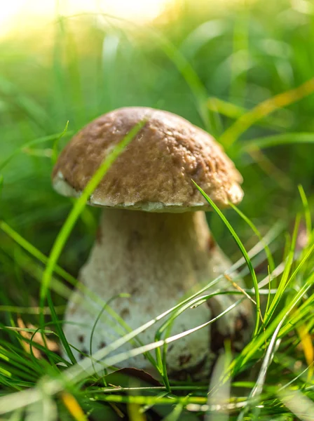 Boletus edulis в лесу — стоковое фото