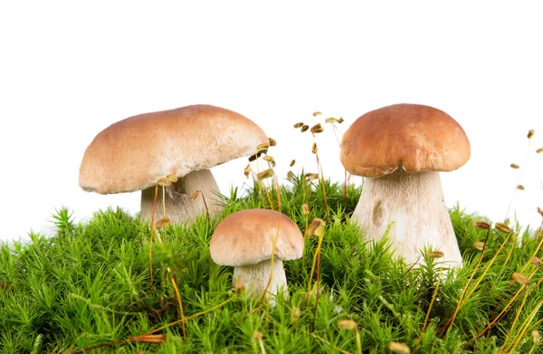 Ceps on wooden table — Stock Photo, Image