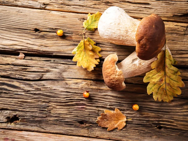 Ceps na mesa de madeira — Fotografia de Stock