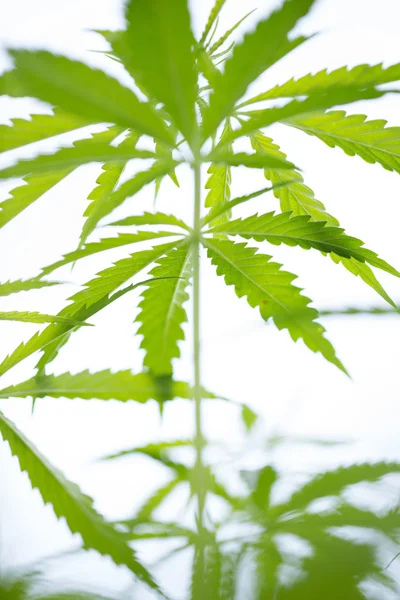 Jonge wietplant, marihuana — Stockfoto