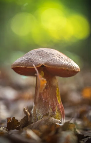 Boletus erythropus в лесу — стоковое фото