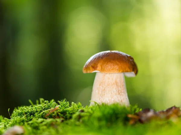 Boletus edulis i skogen — Stockfoto