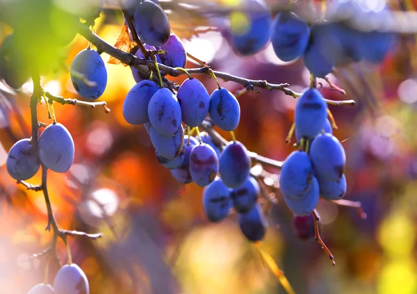 Prunes savoureuses suspendues sur la branche . — Photo