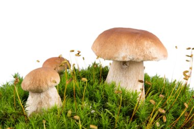 Ceps beyaz zemin üzerine