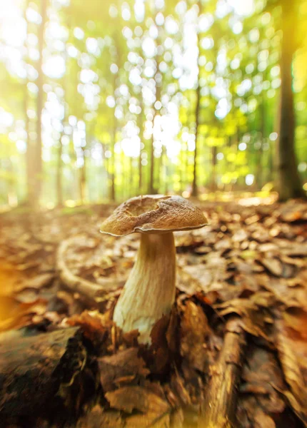 Boletus edulis nella foresta — Foto Stock