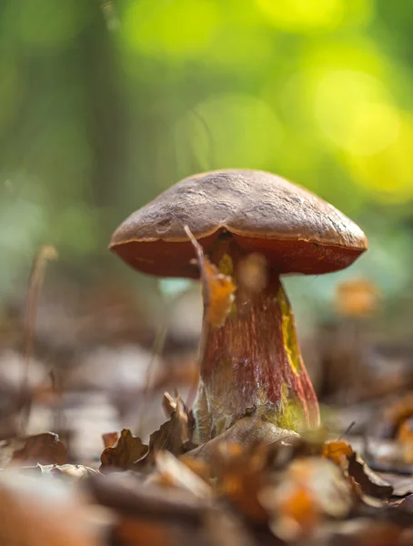 Boletus erythropus в лесу — стоковое фото