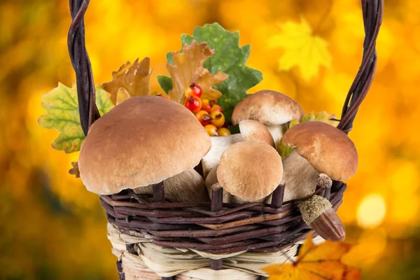 Ceps na mesa de madeira — Fotografia de Stock