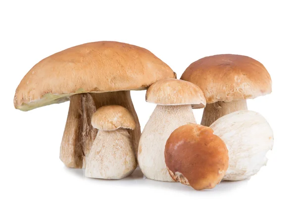 Ceps sur fond blanc — Photo