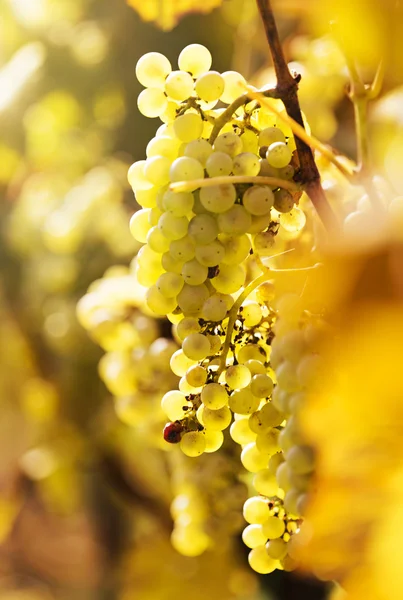 Wine grapes close-up — Stock Photo, Image