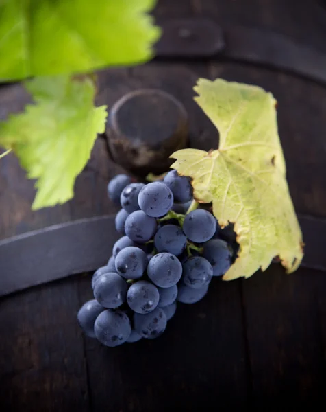 Wine grapes close-up — Stock Photo, Image