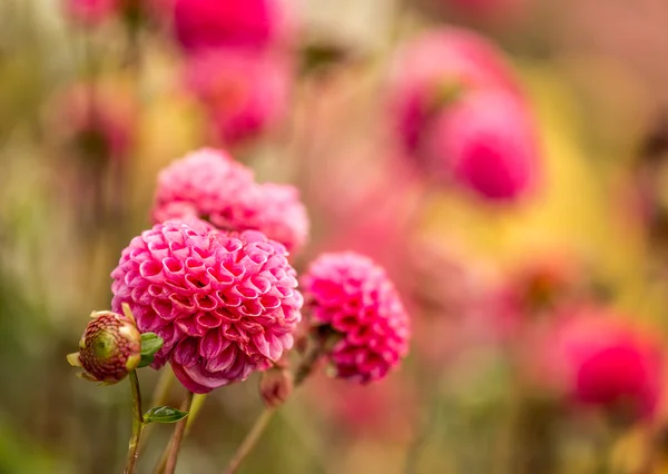 Smukke efterår blomster - Stock-foto