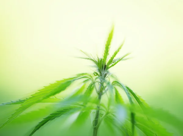 若い大麻植物 — ストック写真