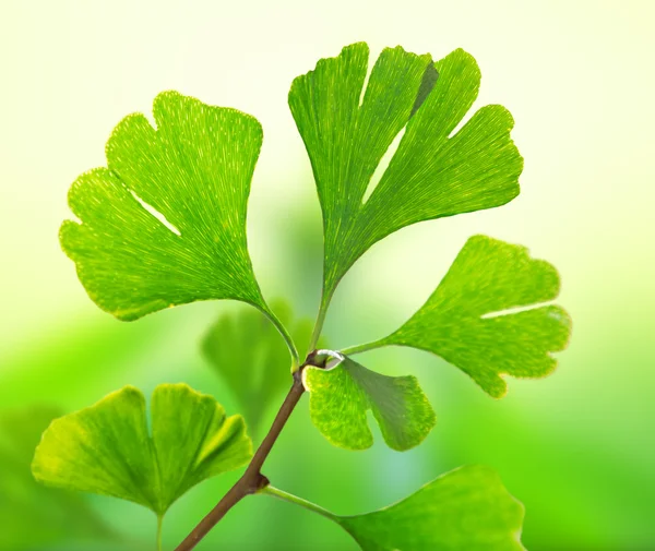 Groene ginkgo biloba — Stockfoto