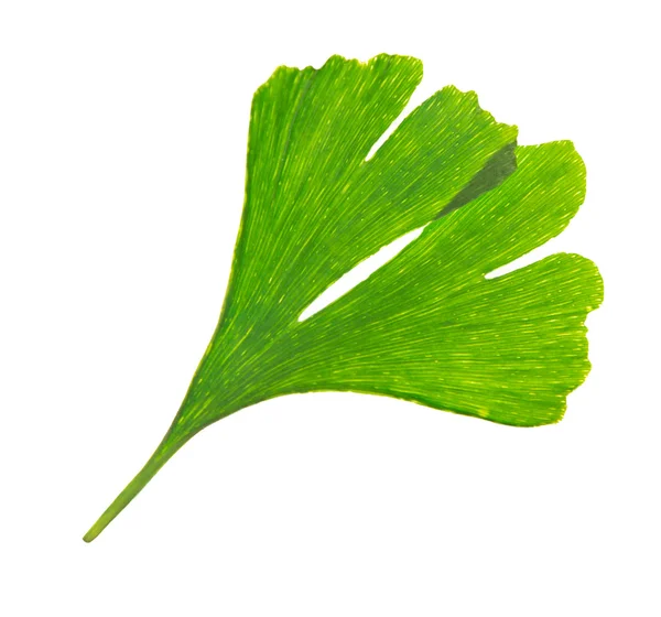 Зеленый гинкго билоба — стоковое фото