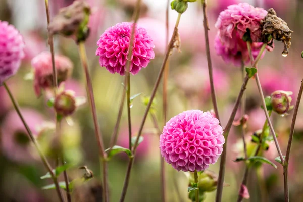 Vackra höst blommor — Stockfoto