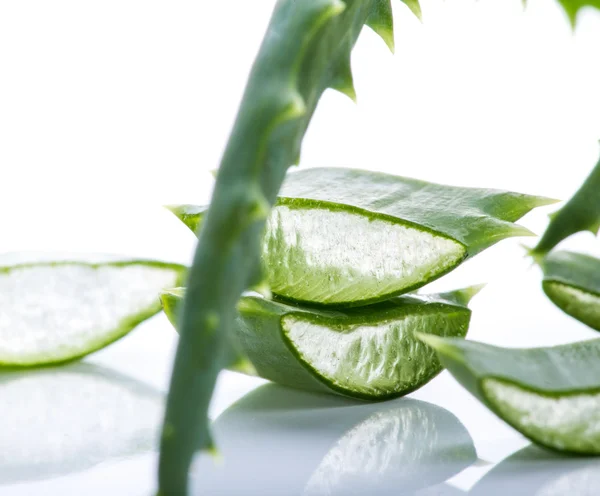 Aloe vera blad — Stockfoto