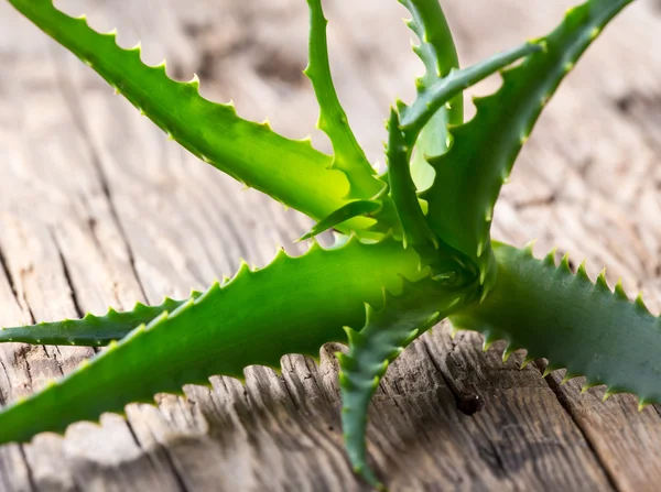 Blätter der Aloe Vera — Stockfoto