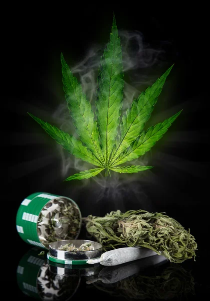 Torkade cannabisplantan, marijuana — Stockfoto