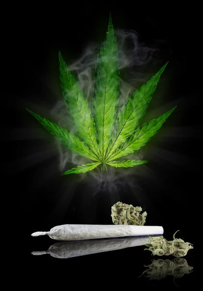 Planta de cannabis seca, maconha — Fotografia de Stock