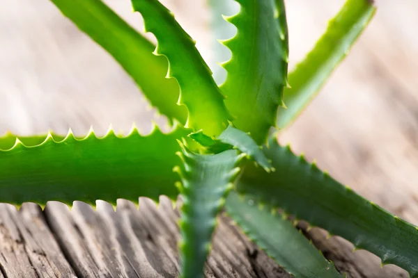 Blätter der Aloe Vera — Stockfoto