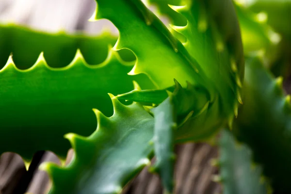 Listy aloe vera — Stock fotografie