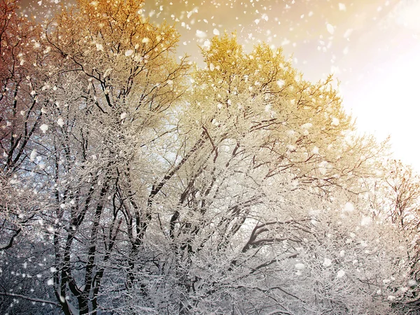 Winter Hintergrund mit fallendem Schnee — Stockfoto