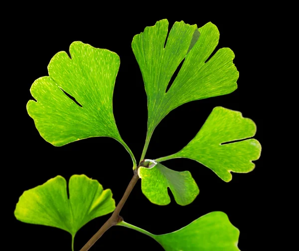 Gröna ginkgo biloba — Stockfoto