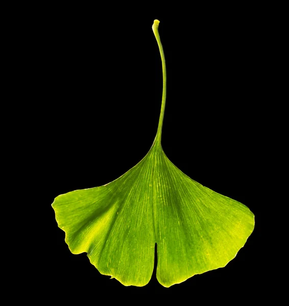 Zielony ginkgo biloba — Zdjęcie stockowe